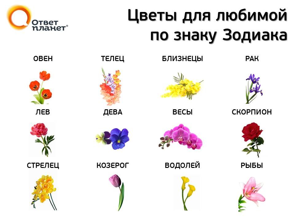 Теплые и холодные цвета волос по гороскопу. цвет волос по знаку зодиака