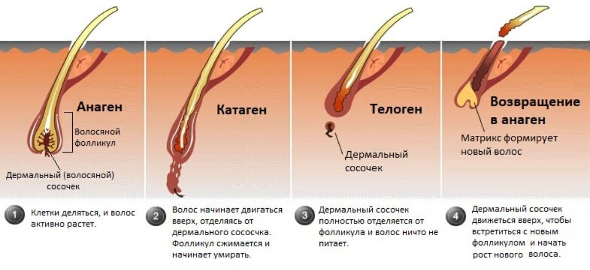 Как часто нужно будет стричь волосы, чтобы отрастить