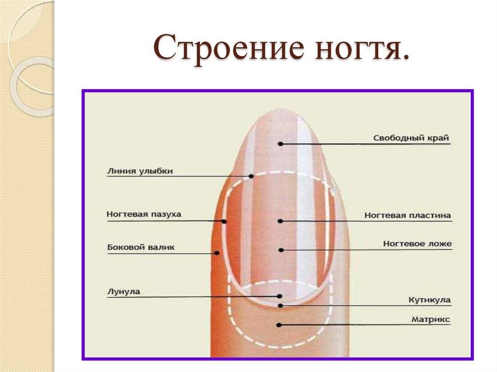 Состояние ногтей как показатель здоровья человека - «ваш доктор» - ваш медицинский журнал
