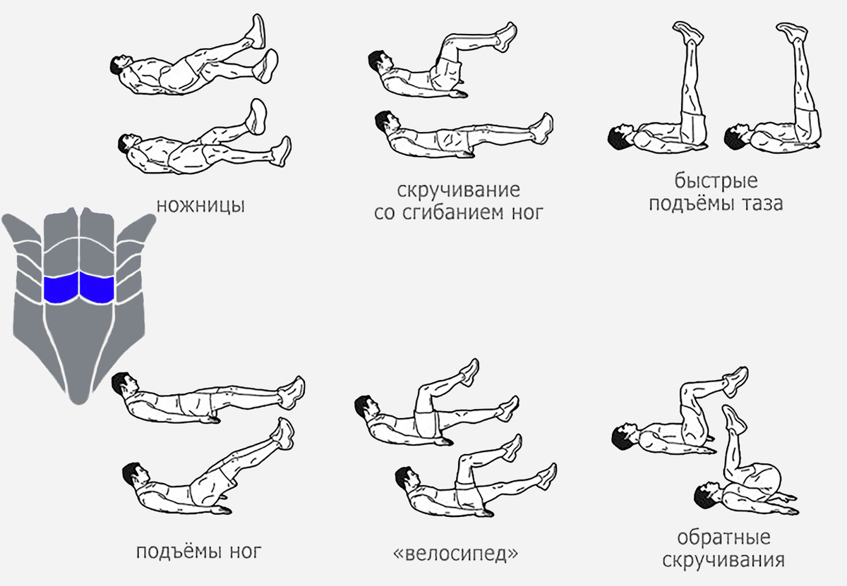 Как накачать пресс ✔ анатомия брюшных мышц и лучшие упражнения