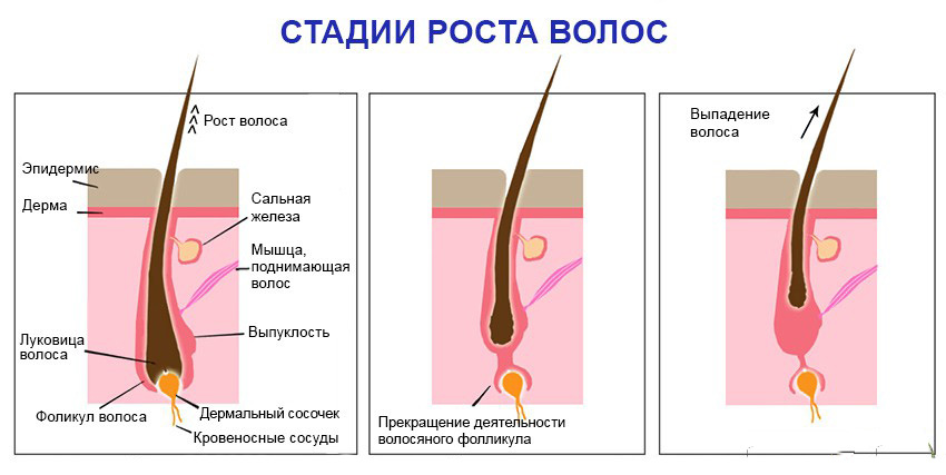 Что влияет на рост волос, и как можно его ускорить?