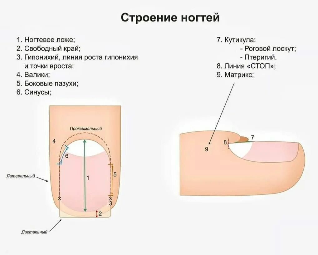 Красивые ногти - здоровые ногти