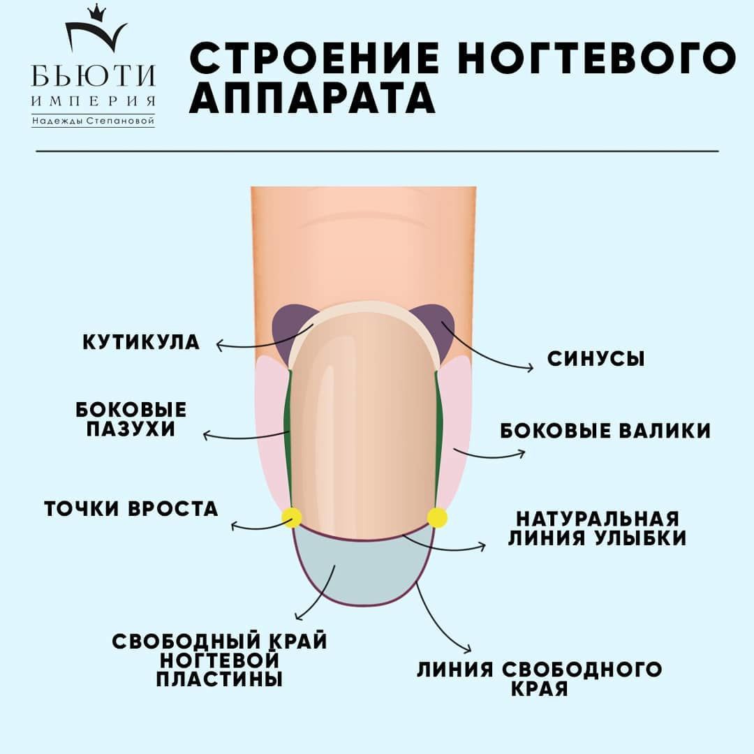 Из чего состоят ногти человека и что они могут рассказать о здоровье? - hi-news.ru
