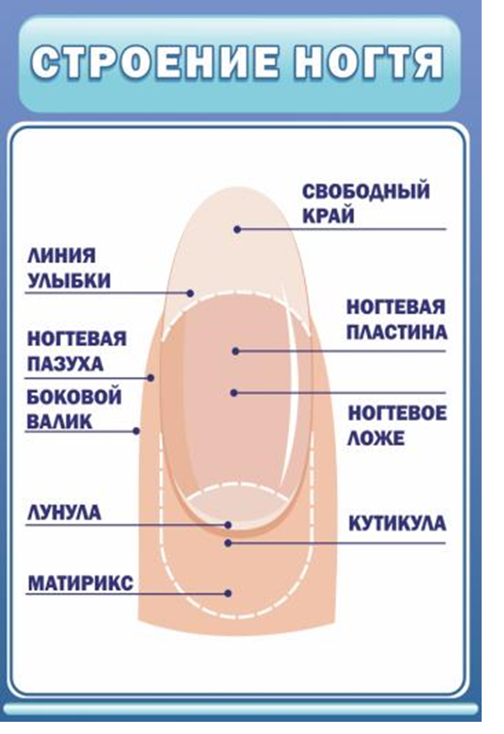 Как сохранить ногти здоровыми (с иллюстрациями)